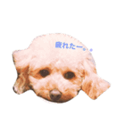 虎徹の日常（個別スタンプ：2）
