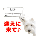 KAMETURU Sticker（個別スタンプ：1）