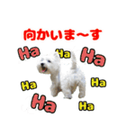 KAMETURU Sticker（個別スタンプ：2）