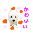 KAMETURU Sticker（個別スタンプ：3）