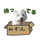 KAMETURU Sticker（個別スタンプ：4）