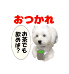 KAMETURU Sticker（個別スタンプ：5）