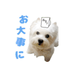 KAMETURU Sticker（個別スタンプ：6）