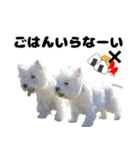 KAMETURU Sticker（個別スタンプ：7）
