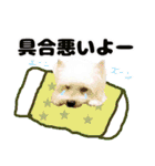 KAMETURU Sticker（個別スタンプ：8）