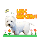 KAMETURU Sticker（個別スタンプ：9）