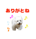 KAMETURU Sticker（個別スタンプ：10）
