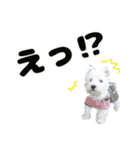 KAMETURU Sticker（個別スタンプ：11）
