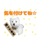 KAMETURU Sticker（個別スタンプ：12）