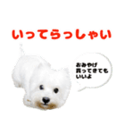KAMETURU Sticker（個別スタンプ：16）