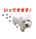 KAMETURU Sticker（個別スタンプ：17）
