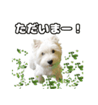 KAMETURU Sticker（個別スタンプ：18）