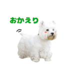 KAMETURU Sticker（個別スタンプ：19）
