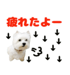 KAMETURU Sticker（個別スタンプ：21）