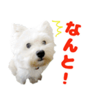 KAMETURU Sticker（個別スタンプ：22）