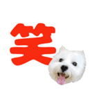 KAMETURU Sticker（個別スタンプ：24）
