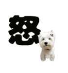KAMETURU Sticker（個別スタンプ：25）