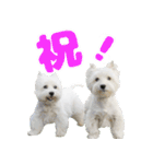 KAMETURU Sticker（個別スタンプ：26）