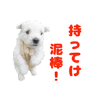KAMETURU Sticker（個別スタンプ：28）