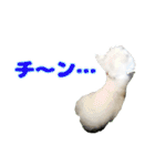 KAMETURU Sticker（個別スタンプ：29）