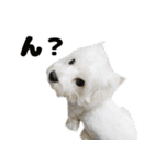 KAMETURU Sticker（個別スタンプ：30）