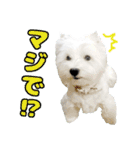 KAMETURU Sticker（個別スタンプ：31）