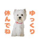 KAMETURU Sticker（個別スタンプ：32）