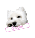 KAMETURU Sticker（個別スタンプ：33）
