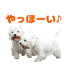 KAMETURU Sticker（個別スタンプ：34）