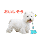 KAMETURU Sticker（個別スタンプ：35）