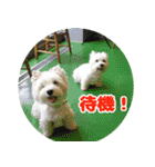 KAMETURU Sticker（個別スタンプ：37）