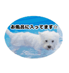 KAMETURU Sticker（個別スタンプ：38）