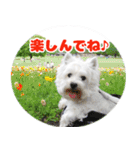 KAMETURU Sticker（個別スタンプ：39）