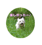 KAMETURU Sticker（個別スタンプ：40）
