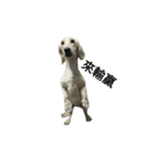 Milk  Long  Dog（個別スタンプ：3）