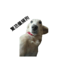 Milk  Long  Dog（個別スタンプ：4）