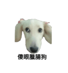 Milk  Long  Dog（個別スタンプ：5）