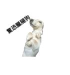 Milk  Long  Dog（個別スタンプ：6）