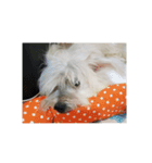Kuro the lazy dog（個別スタンプ：1）