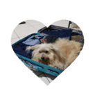 Kuro the lazy dog（個別スタンプ：3）