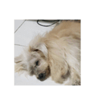 Kuro the lazy dog（個別スタンプ：5）
