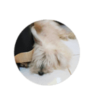 Kuro the lazy dog（個別スタンプ：6）