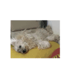 Kuro the lazy dog（個別スタンプ：10）
