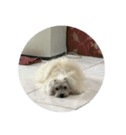 Kuro the lazy dog（個別スタンプ：13）