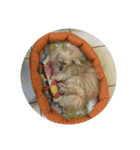 Kuro the lazy dog（個別スタンプ：14）