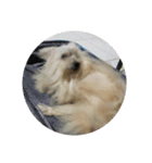 Kuro the lazy dog（個別スタンプ：15）