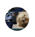 Kuro the lazy dog（個別スタンプ：16）