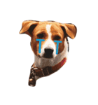 Red bean dog（個別スタンプ：1）