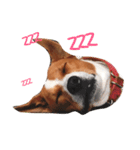 Red bean dog（個別スタンプ：2）