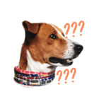 Red bean dog（個別スタンプ：3）